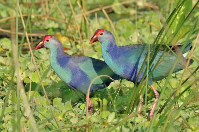 Kalametiya: Bird Watching Tour with Seafood Lunch from galle - Frequently Asked Questions