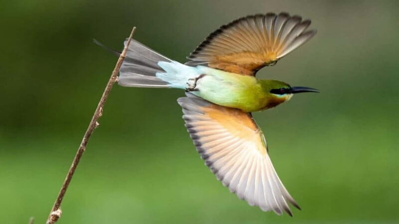 Kalametiya Sanctuary: Bird Watching by Private Boat Tour - Good To Know