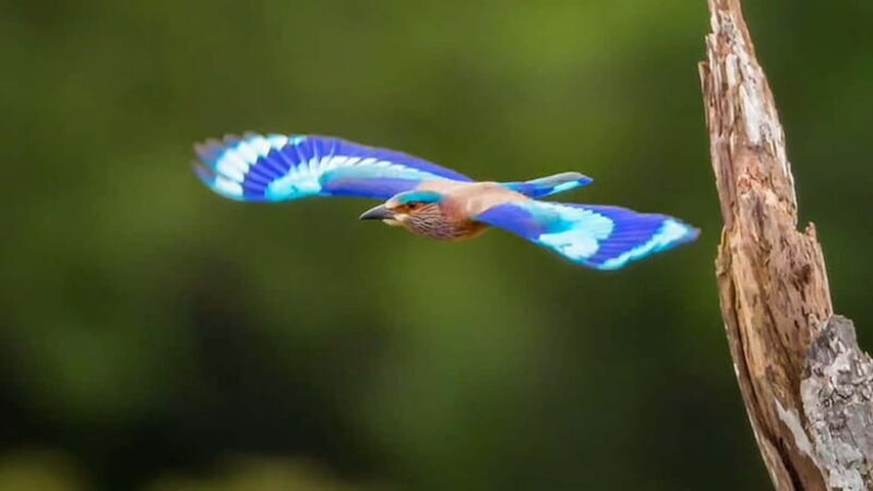 Kalametiya Sanctuary: Bird Watching by Private Boat Tour - What Makes This Tour Stand Out