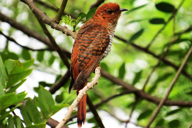Kalametiya Sanctuary Birdwatching Boat Ride - Overview and Inclusions