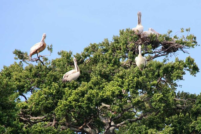 Kalametiya Sanctuary Birdwatching Boat Ride - Meeting and Pickup