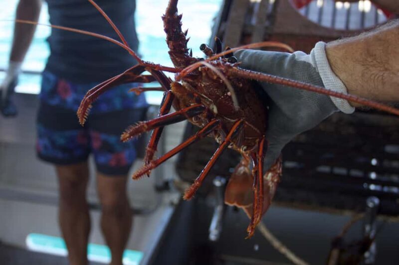 Kalbarri Crayfish Catch & Keep Tour - Introduction: Why the Kalbarri Crayfish Catch & Keep Tour Stands Out