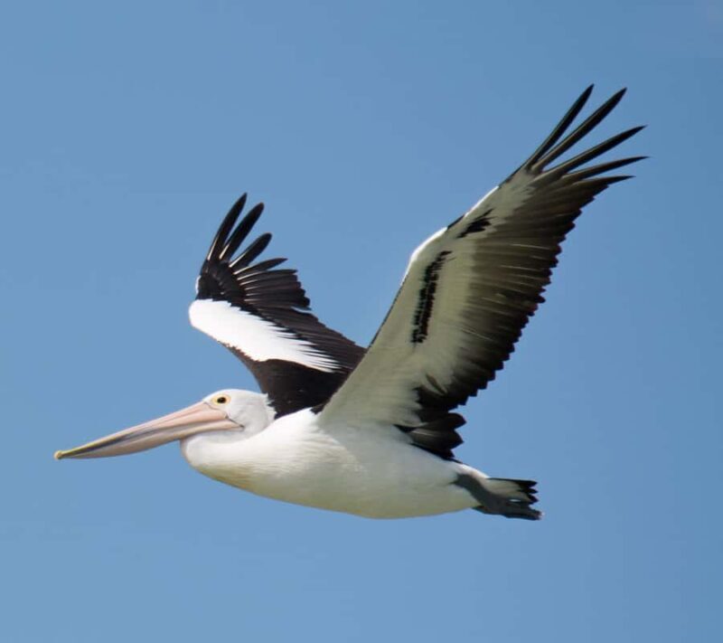 Kalbarri: Murchison River Wilderness Wildlife Cruise - The Sum Up