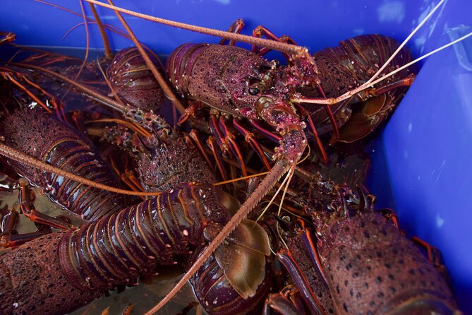 Kalbarri Rock Lobster Pot Pull Tour in Kalbarri - Cancellation Policy and Weather Conditions