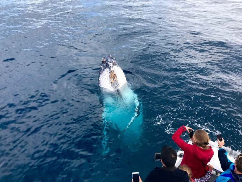 Kalbarri Whale Watching Tour - An In-Depth Look at the Kalbarri Whale Watching Tour
