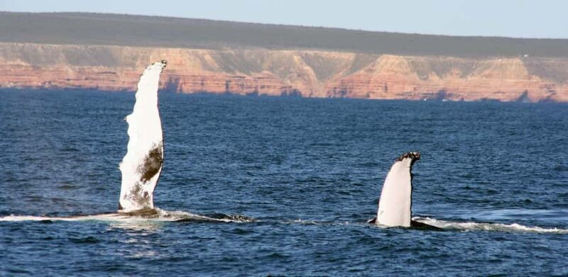 Kalbarri Whale Watching Tour - Practical Details