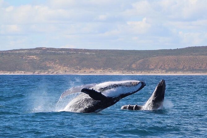 Kalbarri Whale Watching Tour - Additional Information