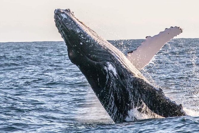 Kalbarri Whale Watching Tour - Cancellation Policy