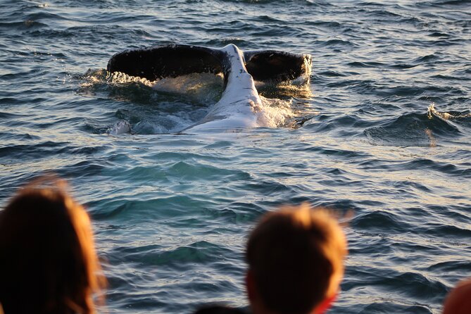 Kalbarri Whale Watching Tour - Overall Rating and Review Count