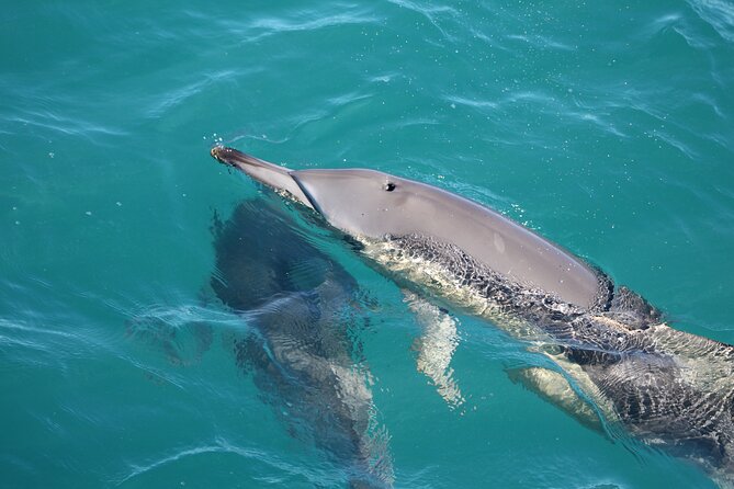 Kalbarri Whale Watching Tour - Common Questions
