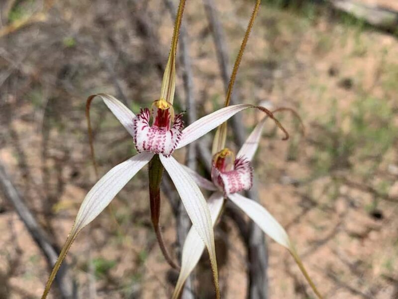 Kalbarri Wildflower Tour with Local Guide - A Deep Dive into the Kalbarri Wildflower Tour