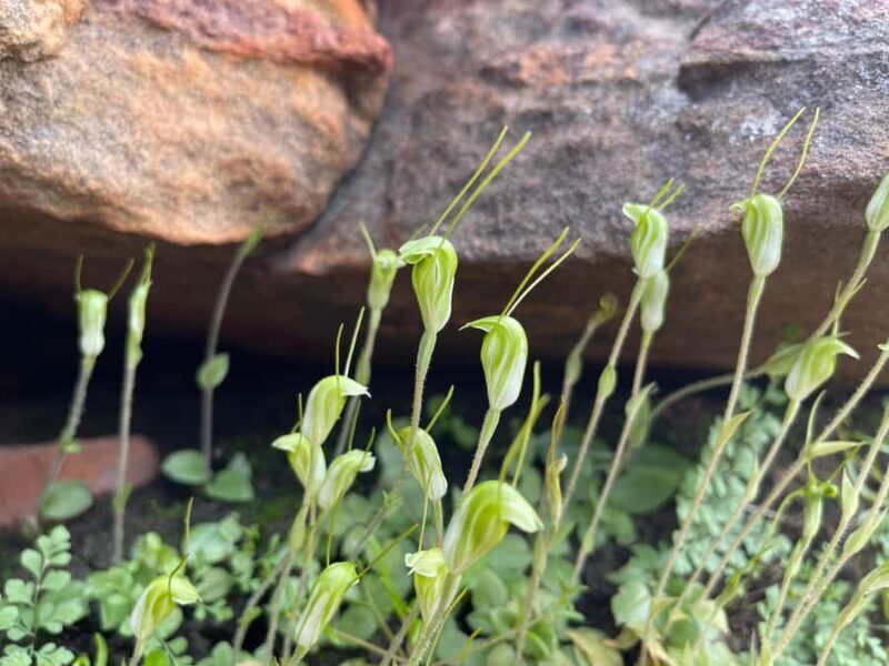 Kalbarri Wildflower Tour with Local Guide - Final Thoughts
