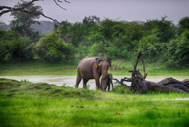 Kalutara/Bentota/Kosgoda/Ahungalla/Hikkaduwa: Yala Safari - Additional Information