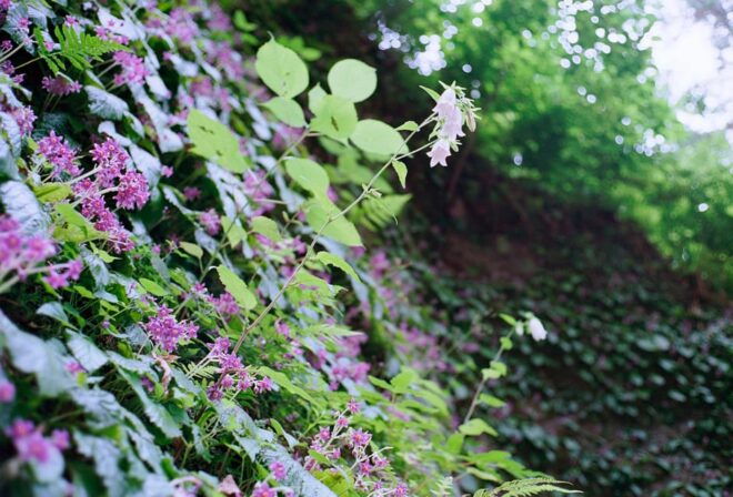 Kamakura: 5-Hour Nature and History Walking Tour - Booking Information