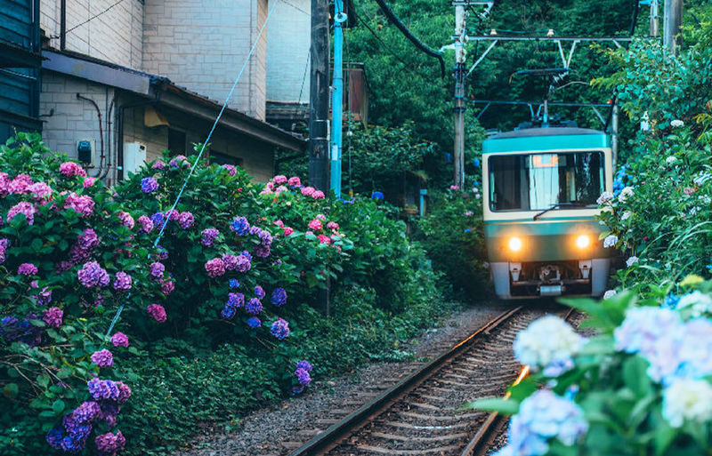 Kamakura All-Access | Gokuraku-ji Temple, Goryo Shrine, and Enoshima Island Day Trip - A few things to know before you go