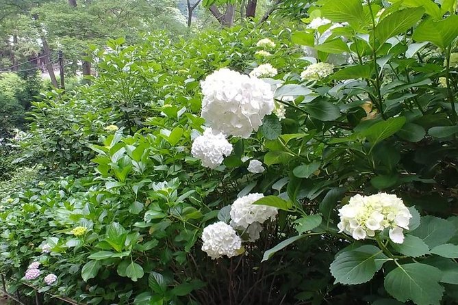 Kamakura and Eastern Kyoto With Lots of Temples and Shrines - Tour Highlights