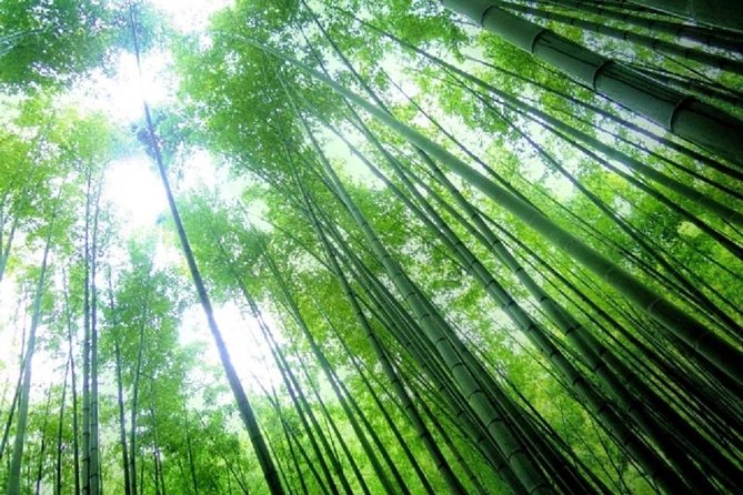 Kamakura Bamboo Forest and Great Buddha Private Tour - How to Book