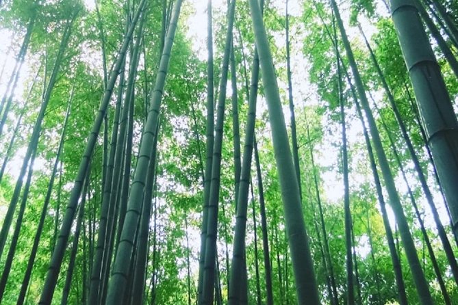 Kamakura Bamboo Forest and Great Buddha Private Tour - The Sum Up