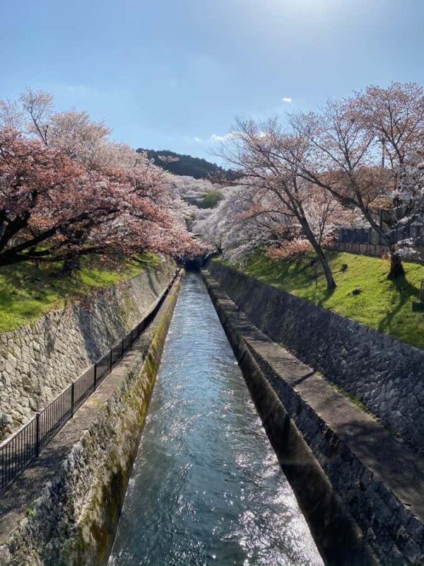 Kamakura: Cherry Blossom Full Day Tour with Expert Guide - Who Is This Tour Best For?