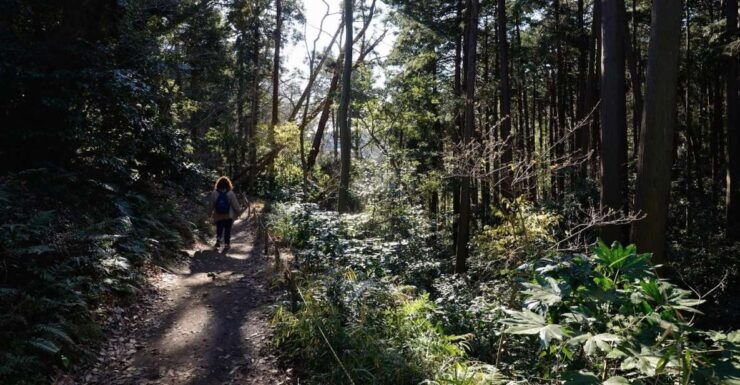 Kamakura: Daibutsu Hiking Trail Tour With Local Guide - Tour Overview