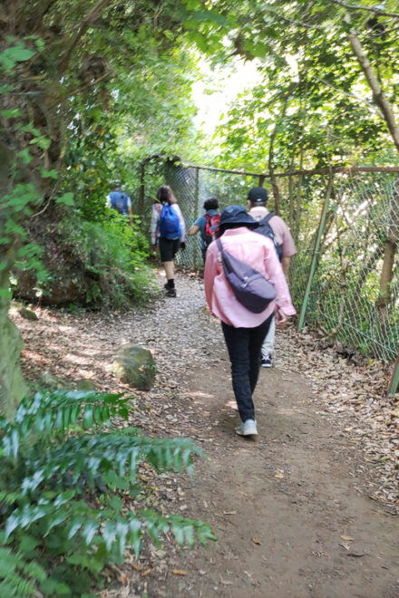 Kamakura: Hiking With Private Guide in Spanish - Cultural and Natural Experiences