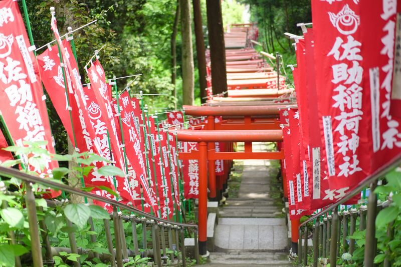 Kamakura Historical Walking Tour with the Great Buddha - Should you book this Kamakura walk?