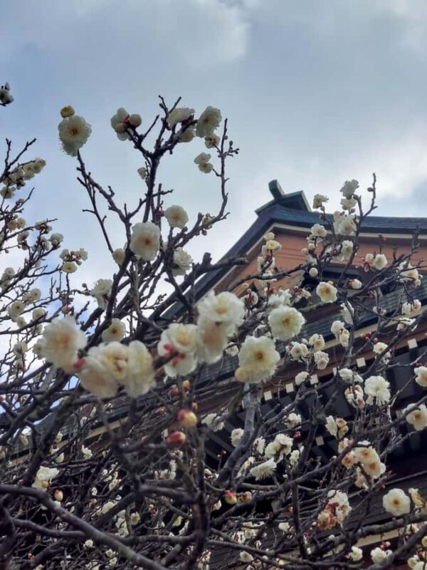 Kamakura, Japan: Half-day walking tour of Zen temples and the Great Buddha Spanish guide - Good To Know
