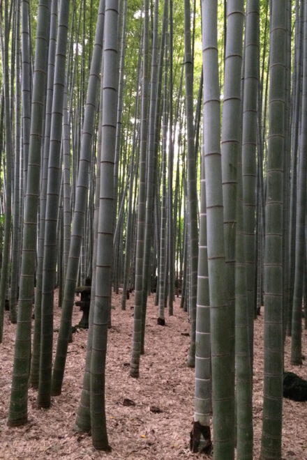 Kamakura Walking Tour With Local Guide Including Hokokuji - Transportation Details