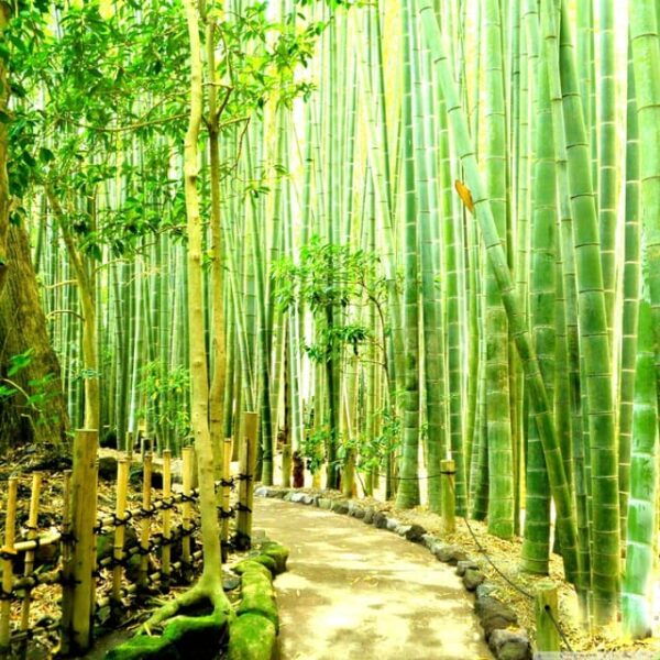 Kamakura & Yokohama One Day Private Trip With English Driver - Customer Feedback