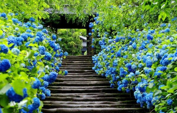 Kamakura & Yokohama One Day Private Trip With English Driver - Frequently Asked Questions