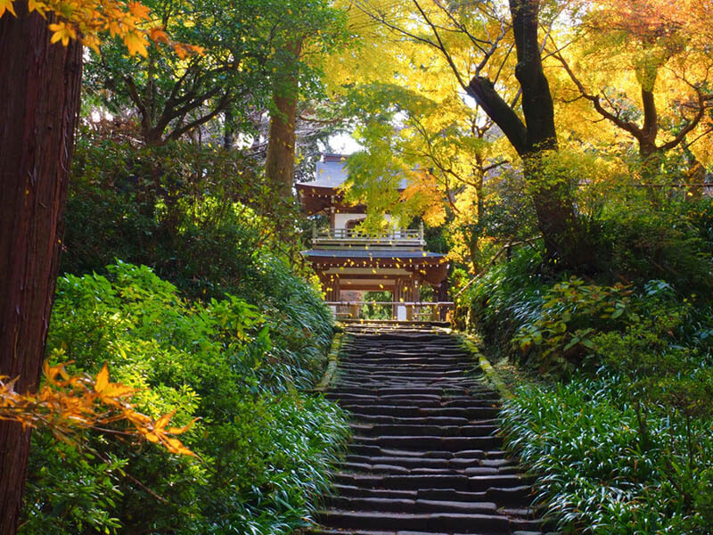 Kamakura Zen Temples and Gardens Private Trip with Government-Licens - What to know before you go