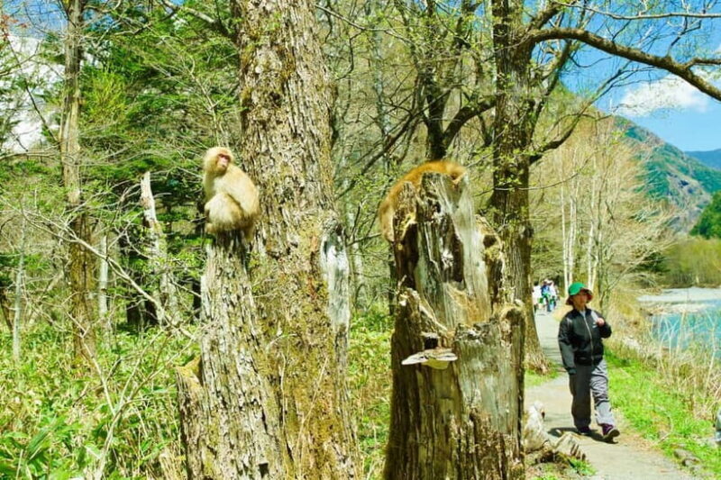 Kamikochi & Matsumoto Castle: Nature & Heritage Day Tour - FAQ
