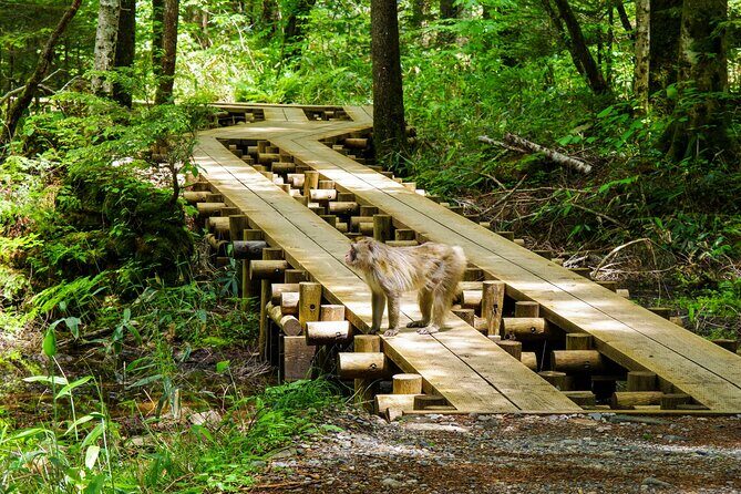 Kamikochi Private Summer Escape: Meet Wildlife in Pristine Nature - Good To Know