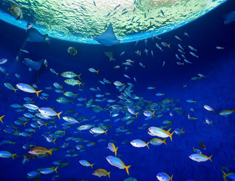 Kamogawa Sea World Ticket Admission Ticket in Chiba - A coastal aquarium with a big-animal focus