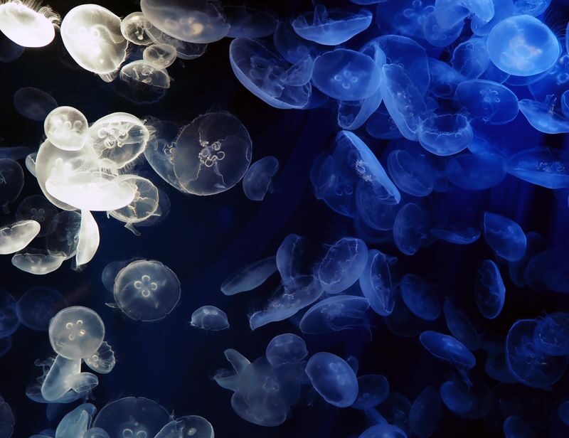 Kamogawa Sea World Ticket Admission Ticket in Chiba - Aquarium exhibits reward a slower pace