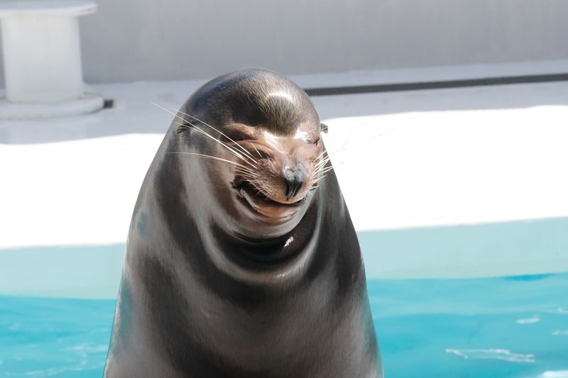 Kamogawa Sea World Ticket Admission Ticket in Chiba - Ocean restaurant adds an unusual lunch option