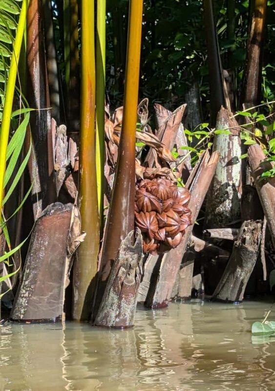 Kampot Countryside & Pepper Farm Tour, Kayak Trip with Lunch - FAQ