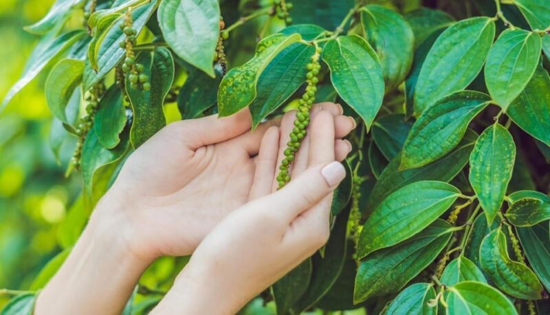 Kampot Day Trip to Pepper Farm, Temple and Salt Field - Why This Tour Is Worth It