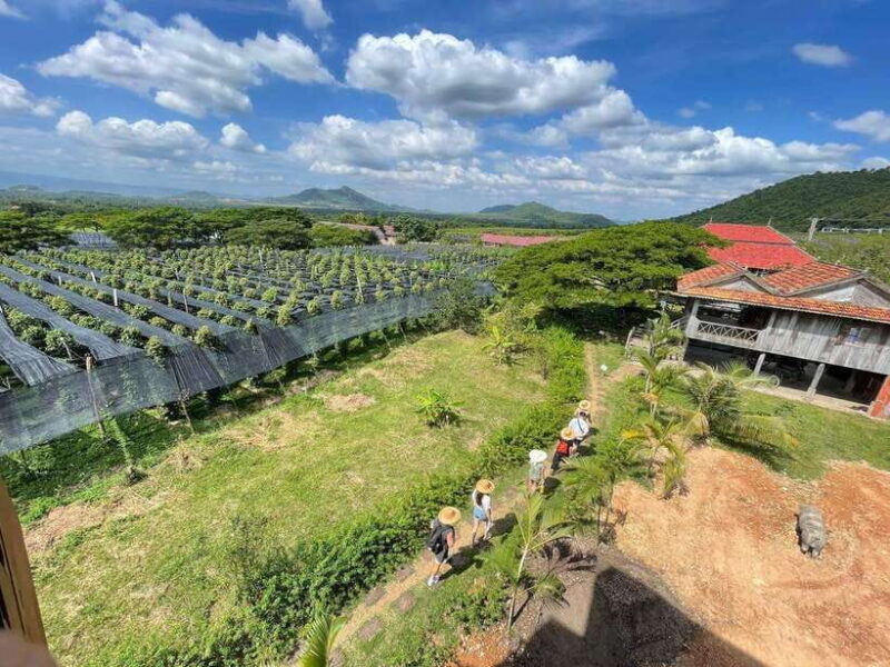 Kampot Pepper Farm, Salt Fields, Crab Market from Phnom Penh - Practical Details and Value