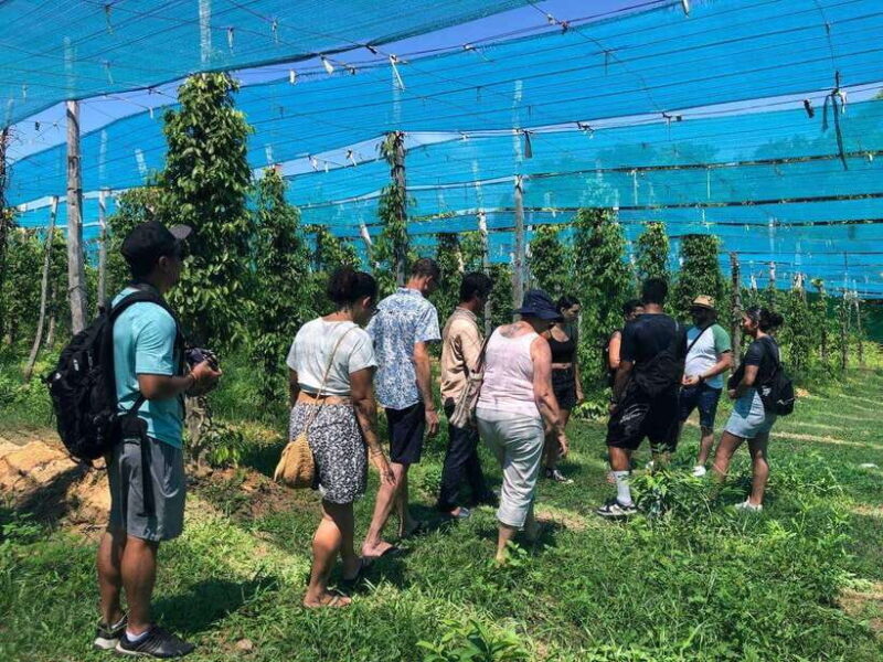 Kampot Pepper Farm, Salt Fields, Crab Market from Phnom Penh - Kampot Town and Local Markets