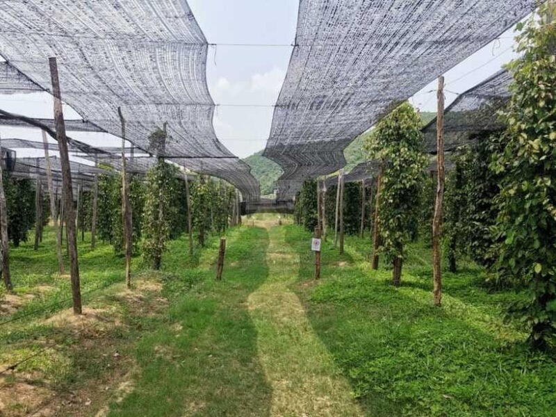 Kampot Pepper Farm Tour: Salt Fields, La Plantation & Cave - Who Will Love This Tour?