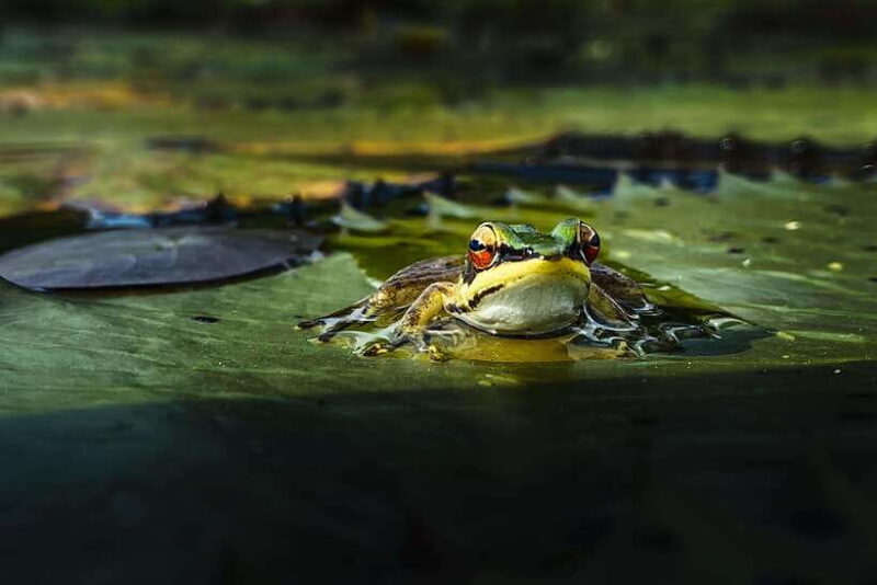 Kampot: Salt Fields, Pepper Farm, and Secret Lake Tour - Good To Know