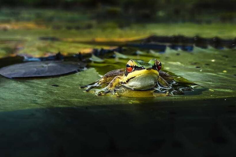 Kampot: Salt Fields, Pepper Farm, and Secret Lake Tour - FAQs