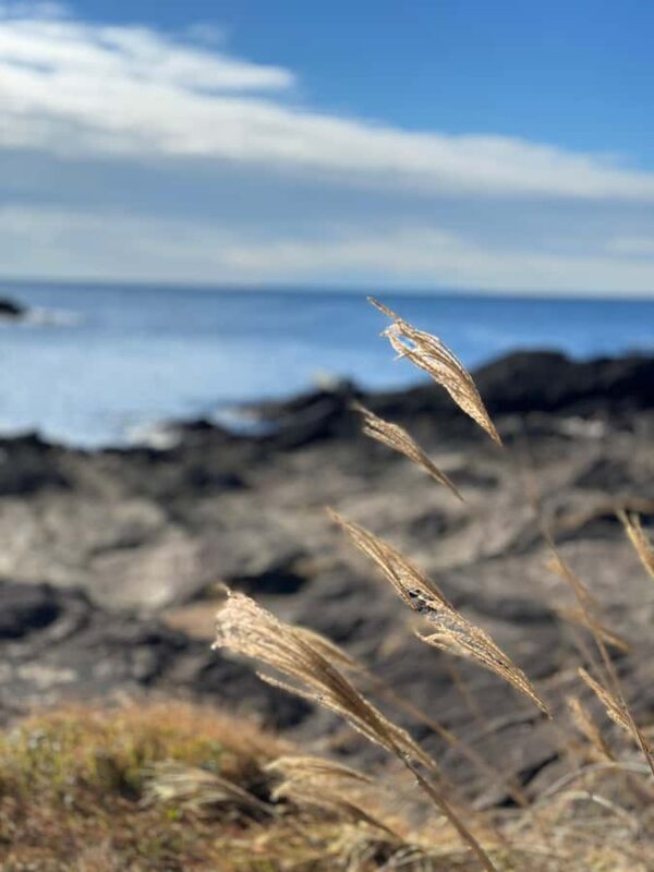Kanagawa: Jogashima Island Tour with Scenic Views - Good To Know