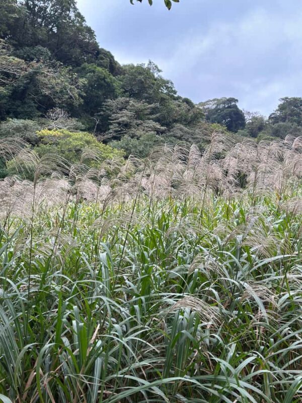Kanagawa: Koajiro no Mori Forest Trek with Guide - A Deep Dive into the Koajiro No Mori Forest Trek