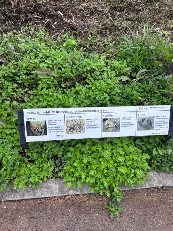 Kanagawa: Koajiro no Mori Forest Trek with Guide - FAQ