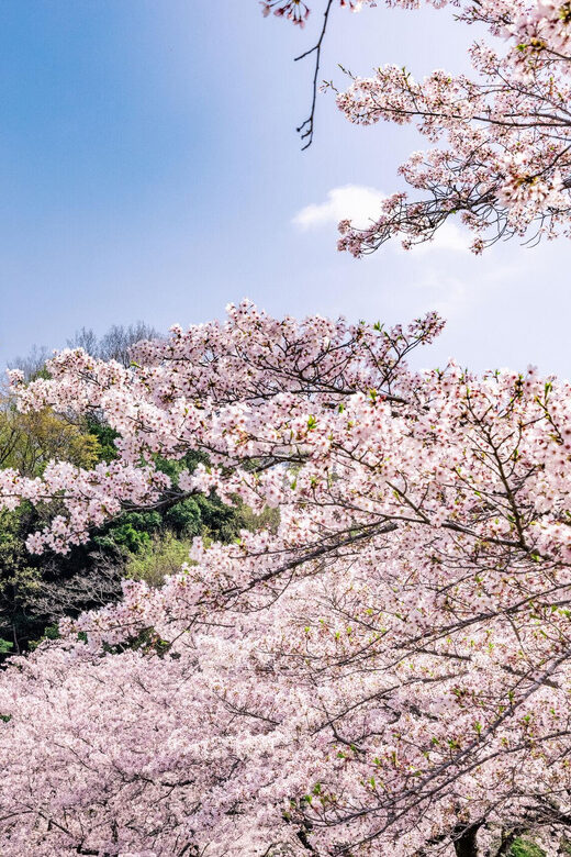 Kanagawa: Sagamiko Resort Pleasure Forest Admission Ticket - FAQ