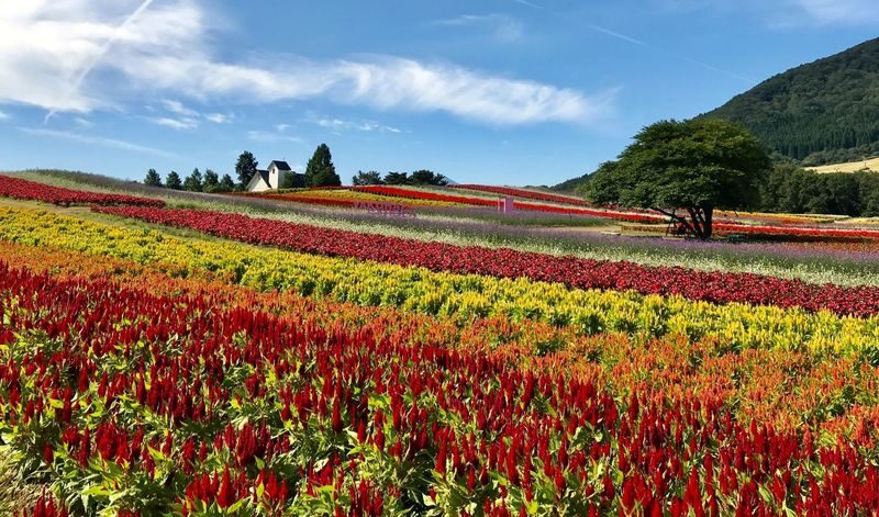 Kanahebisui Shrine & Yakurai Garden Full-Day Spiritual Tour - A shrine visit shaped by water and prosperity