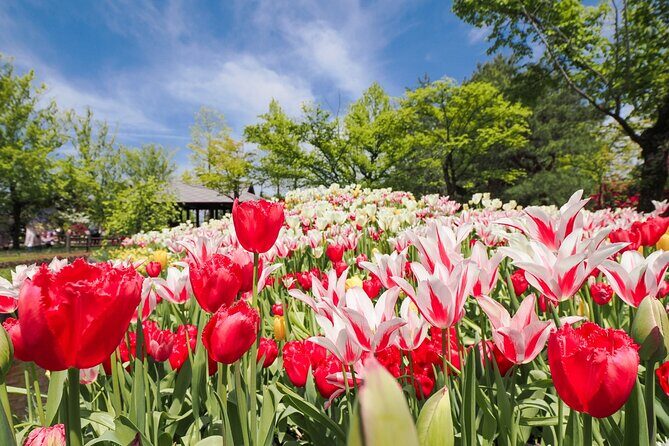 Kanazawa Tonami Tulips and UNESCO Gokayama - Introduction