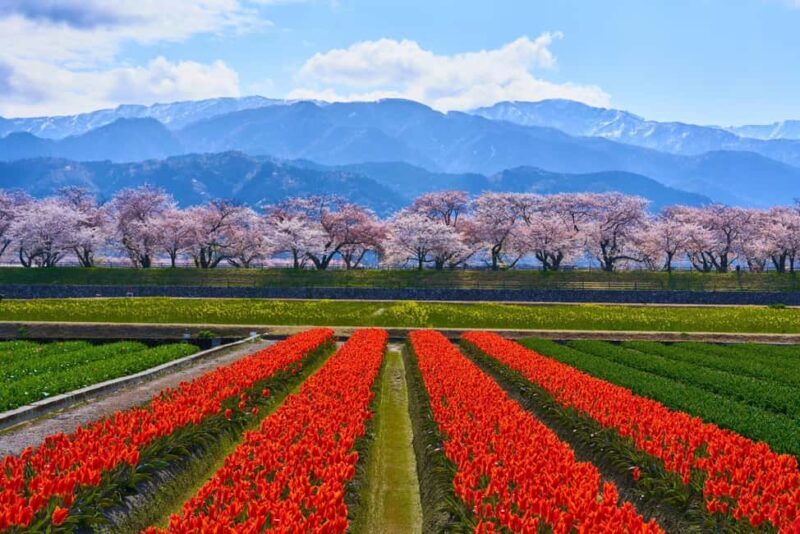 Kanazawa/Toyama: Spring Quartet of Flowers Day Tour - Good To Know